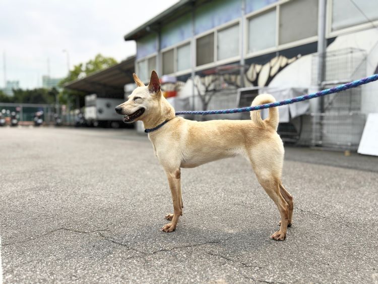 情緒失控持刀傷狗 飼主列黑名單終身禁認養 最重處2年徒刑 46 《圖說》受傷犬隻經妥善醫療與照護後,已恢復健康,並安置於板橋動物之家,放風開心模樣。〈動保處提供〉