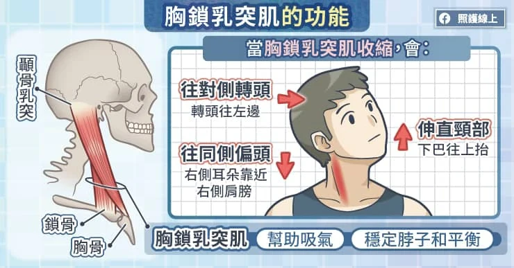 胸鎖乳突肌的功能