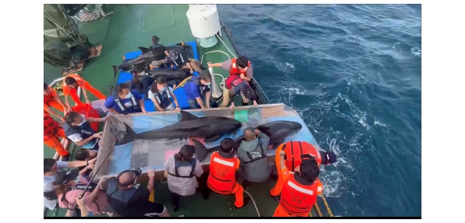 母親節前夕最動人的鯨豚救援 八里擱淺4隻小虎鯨成功野放 懷孕個體平安回歸大海