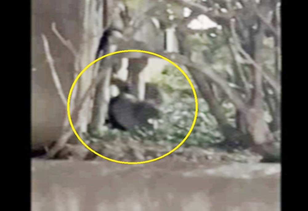 中和景安站旁公園爆鼠患 張嘉玲示警:錯誤投藥恐釀生態危機 200 248260507a03