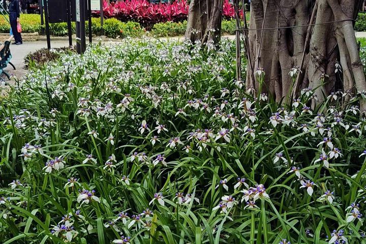 蘭雅1號公園-「巴西鳶尾」在大榕樹下盛開。 圖:臺北市政府工務局公園路燈工程管理處/提供