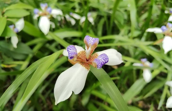 初夏夢幻紫白花毯 台北士林巴西鳶尾花盛開