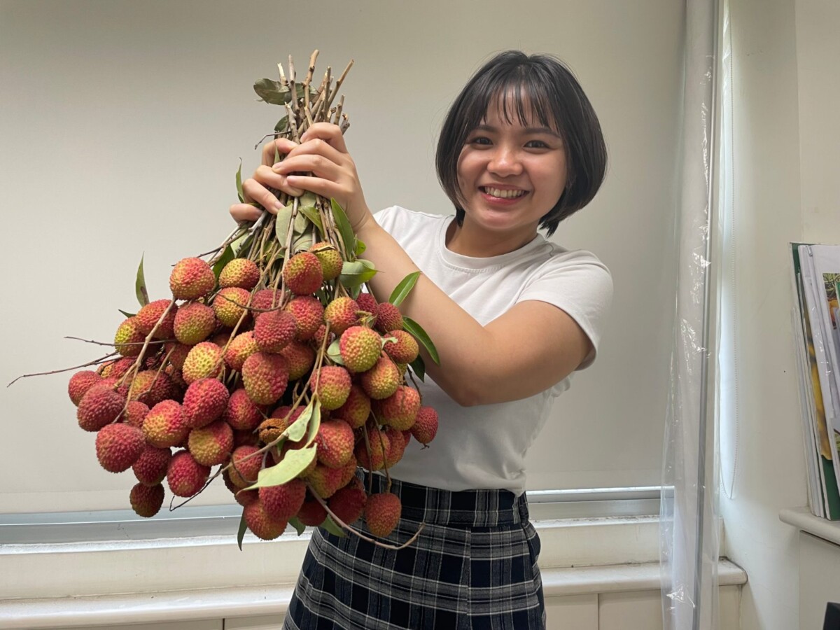 高雄玉荷包5月下旬上市 高雄首選強推(圖/高雄市政府農業局)