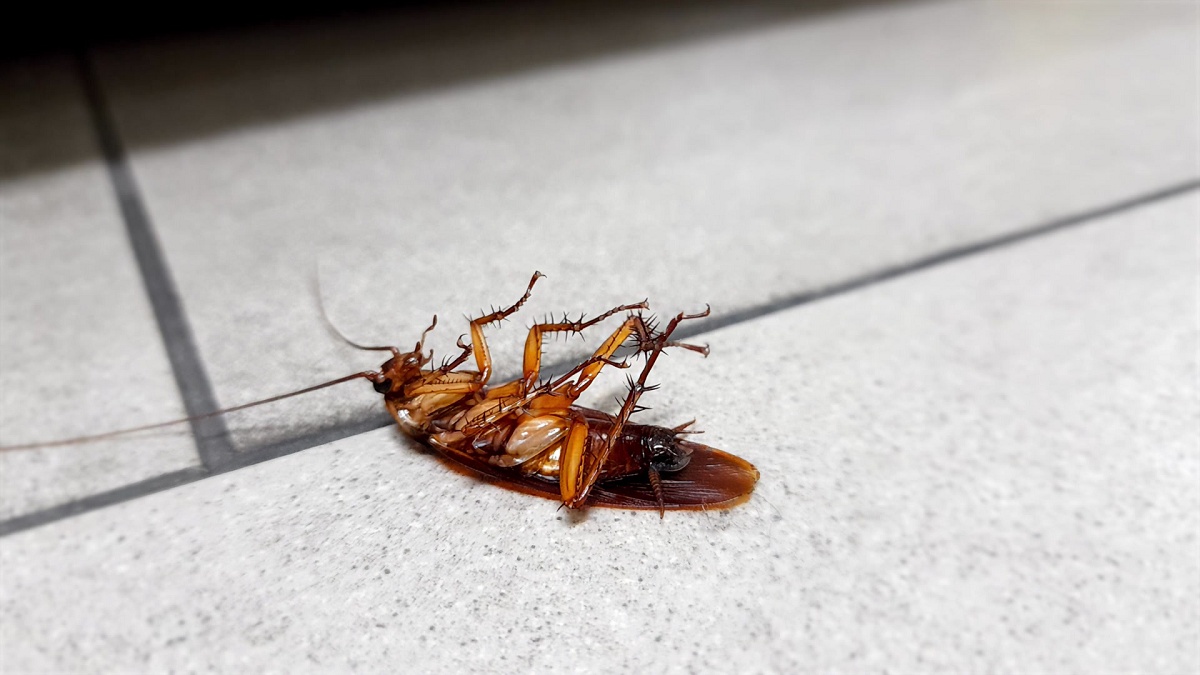 蟑螂打死別沖馬桶！日醫警告「恐爬回家」  教正確處理方式