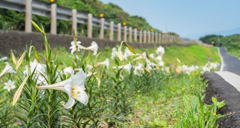 臺灣百合綻放青春山海線 新北推百合復育重現純白花海