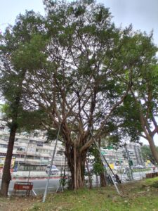 10局處全拒收 金華特四老樹流離失所 王欣儀促建立儲備基地配套 58 1778376799807 225x300 1