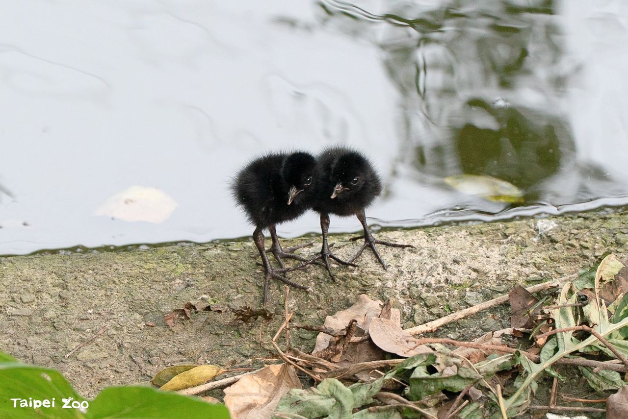捕捉黑色小煤炭球！　台北動物園鳥寶寶集體報到，入園5分鐘就遇見驚喜