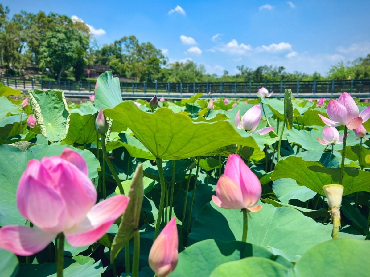 ▲蓮花公園現況。