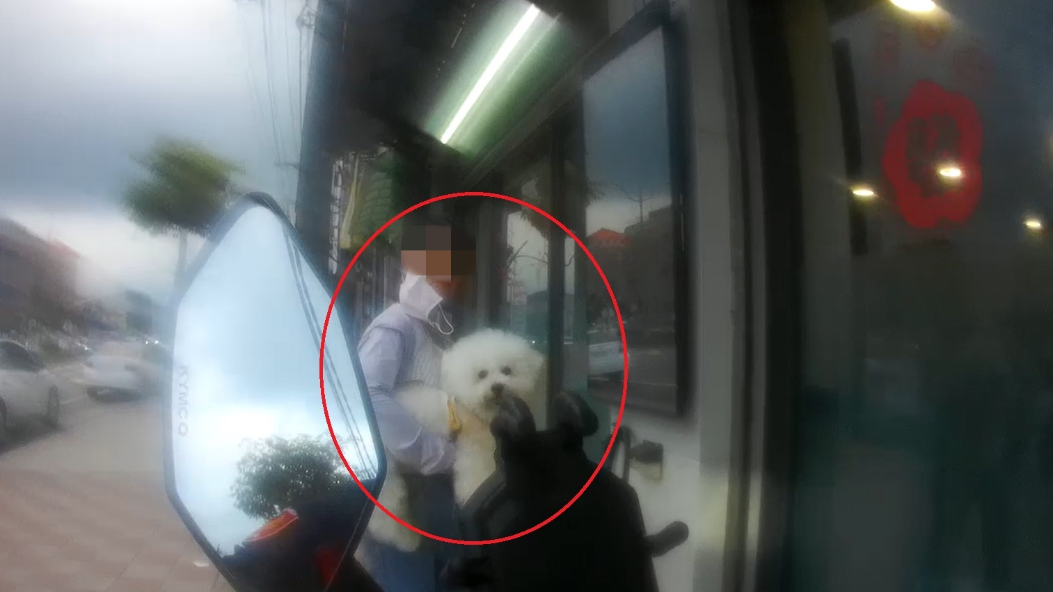 比熊犬中壢車陣逆向狂奔!警鳴笛狂追 助毛孩與飼主團圓 igygjyh 1