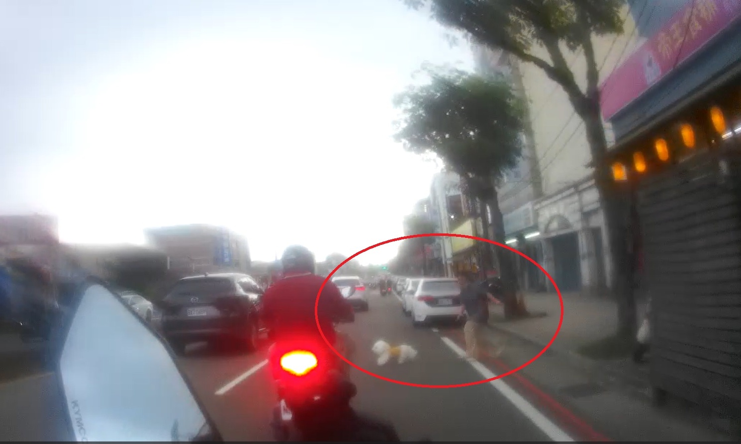 比熊犬中壢車陣逆向狂奔!警鳴笛狂追 助毛孩與飼主團圓 igygjyh 2