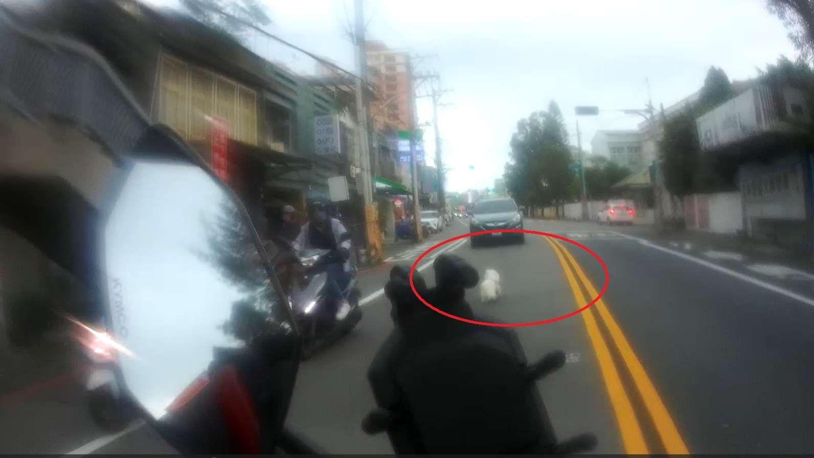 比熊犬中壢車陣逆向狂奔!警鳴笛狂追 助毛孩與飼主團圓 igygjyh 3