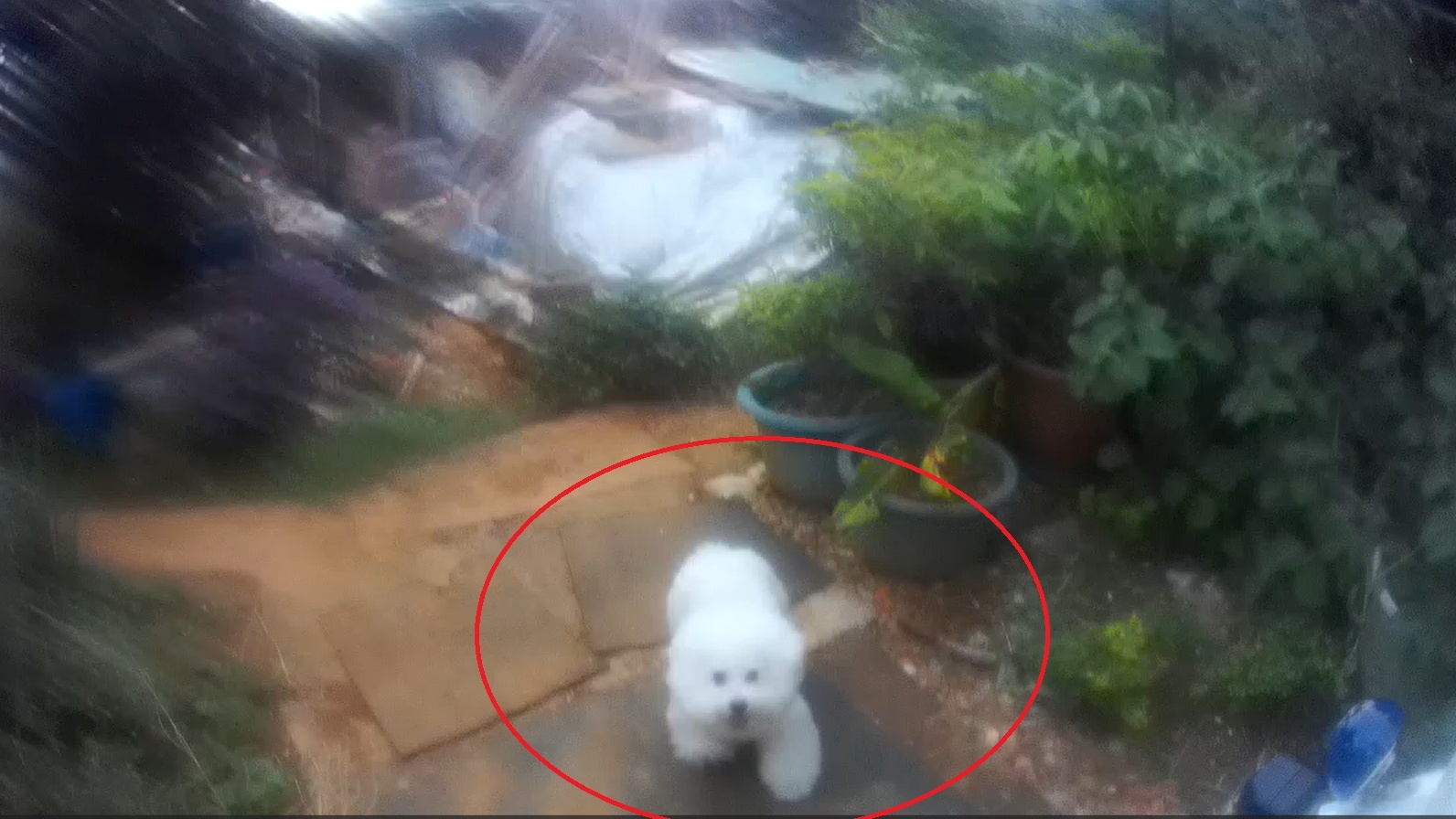 比熊犬中壢車陣逆向狂奔!警鳴笛狂追 助毛孩與飼主團圓 igygjyh 4