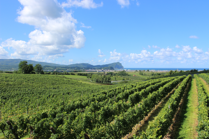 北海道余市町以紅酒產業發展飲食和觀光。 圖:美食都市研究會/提供