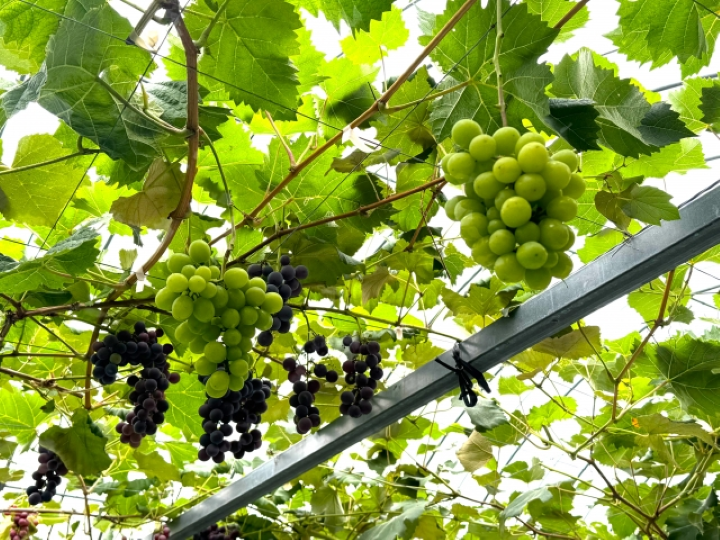 2026日本「美食都市大賞」出爐!揭密4大隱藏版美食重鎮