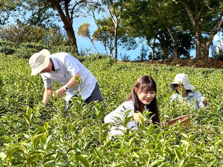打造永續觀光城市 新北六大綠色遊程上路 57 《圖說》走進坪林茶園親手採茶,體驗茶鄉慢活魅力與在地茶文化風情。〈觀旅局提供〉