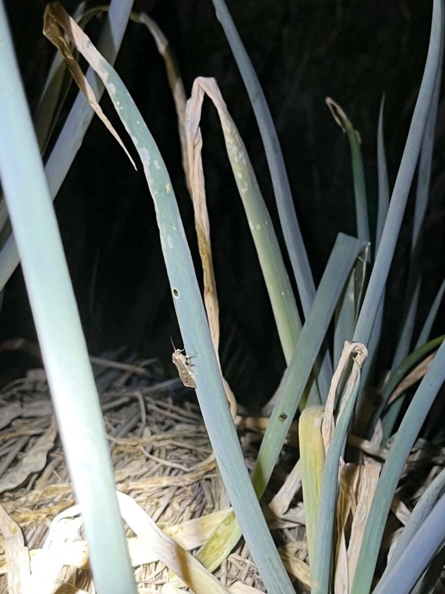 ▲夜間在青蔥田區活動的甜菜夜蛾成蟲。