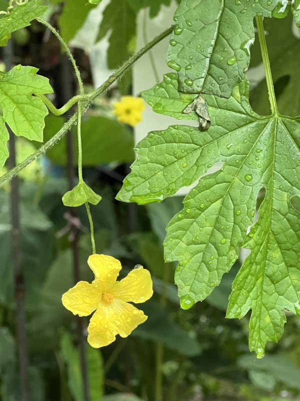 苦瓜小黃花 值得教授吟詠作詩