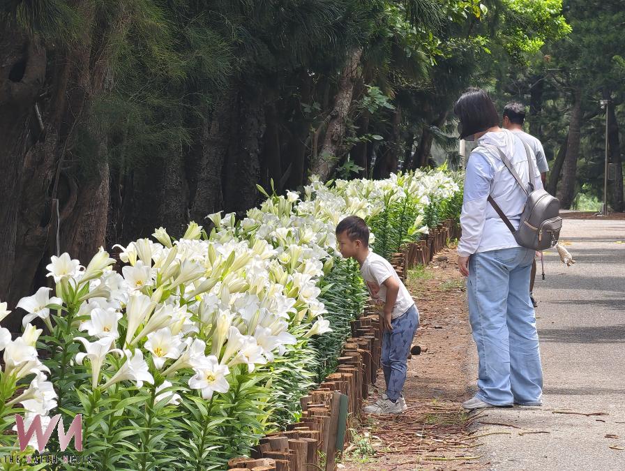 初夏百合花祭登場 百花盛開成澎湖初夏最美風景 - https://www.watchmedia01.com