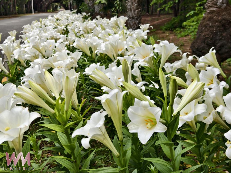 初夏百合花祭登場 百花盛開成澎湖初夏最美風景 - https://www.watchmedia01.com