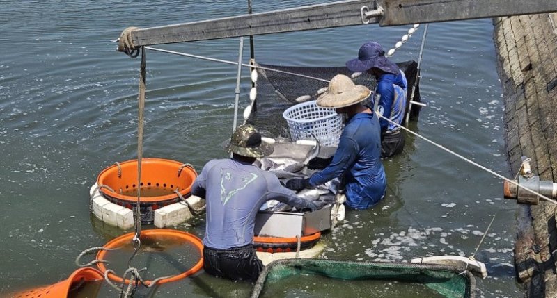 養殖放養申報到5月底  海洋局提醒漁民把握期限