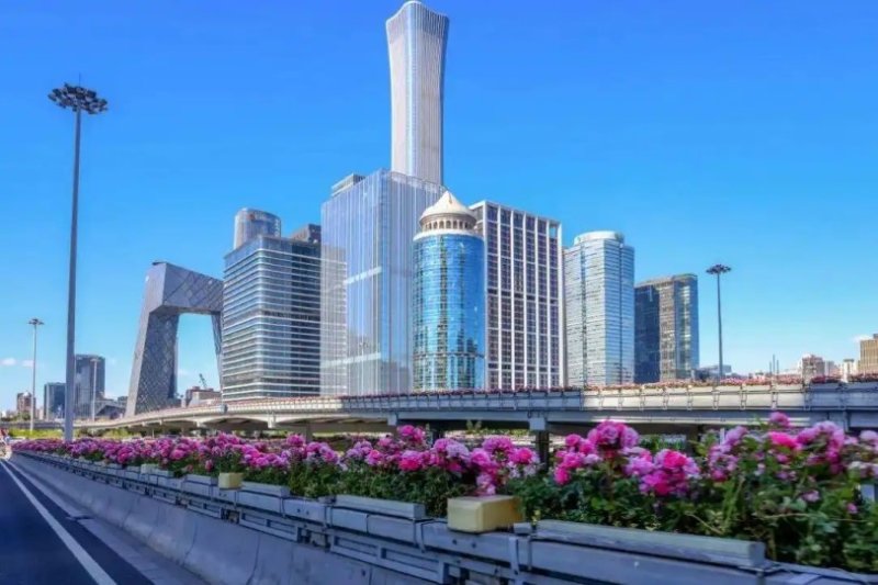 北京環路月季盛開 粉色花海綿延上千公里