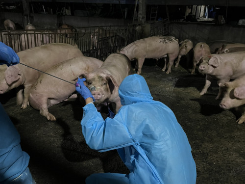 九如未登記養豬場違法餵飼廚餘 重罰43萬元 防堵非洲豬瘟風險