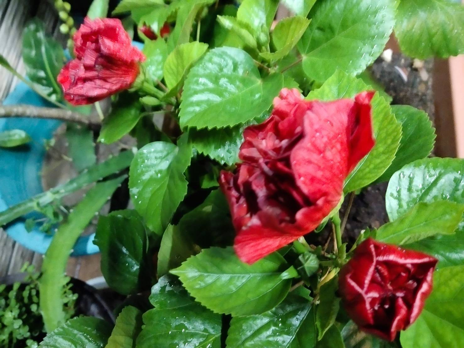 扶桑花開時(孫吳也文創)新歌790