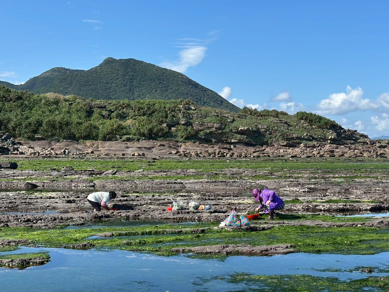 天然膠原蛋白補給! 走訪東北角春日限定「彩色地毯」,品嚐由紫紅變金黃的純手工石花凍