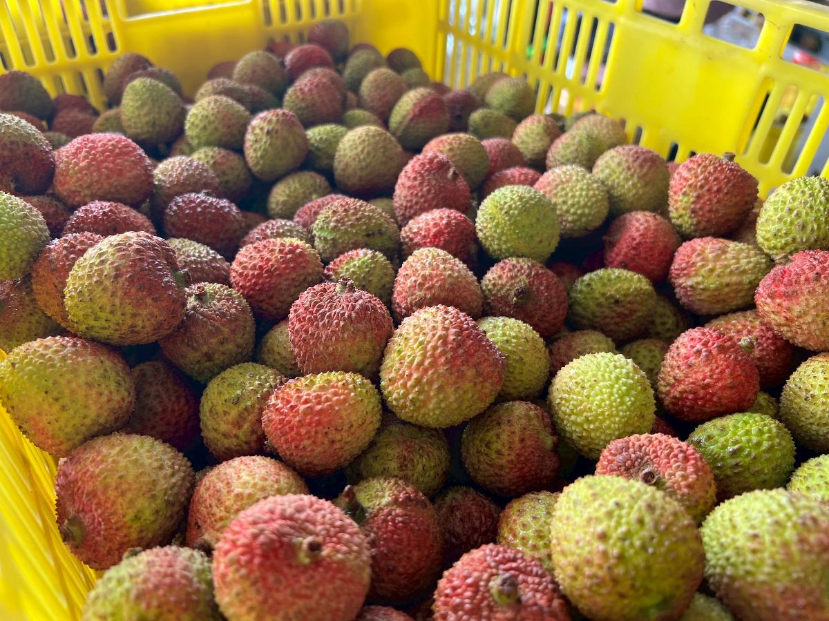 ▲夏季最強限定登場!高雄玉荷包香甜爆汁,海外市場掀搶購潮。