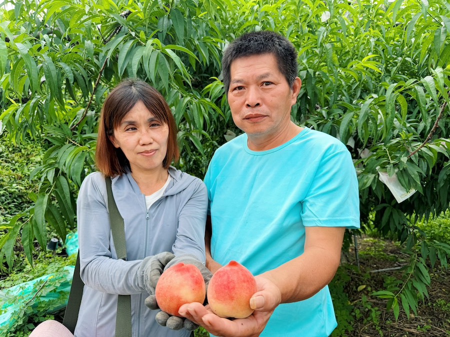 嘉義縣番路鄉香甜多汁、果香濃郁的「紅玉水蜜桃」，吸引不少民眾專程上山採購，造成假日市集與番路農會賣場頻頻出現搶購景象。（圖/番路鄉農會提供）