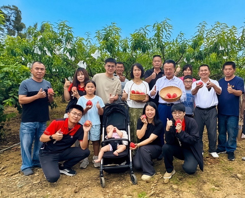 嘉義縣番路鄉香甜多汁、果香濃郁的「紅玉水蜜桃」，吸引不少民眾專程上山採購，造成假日市集與番路農會賣場頻頻出現搶購景象。（圖/番路鄉農會提供）