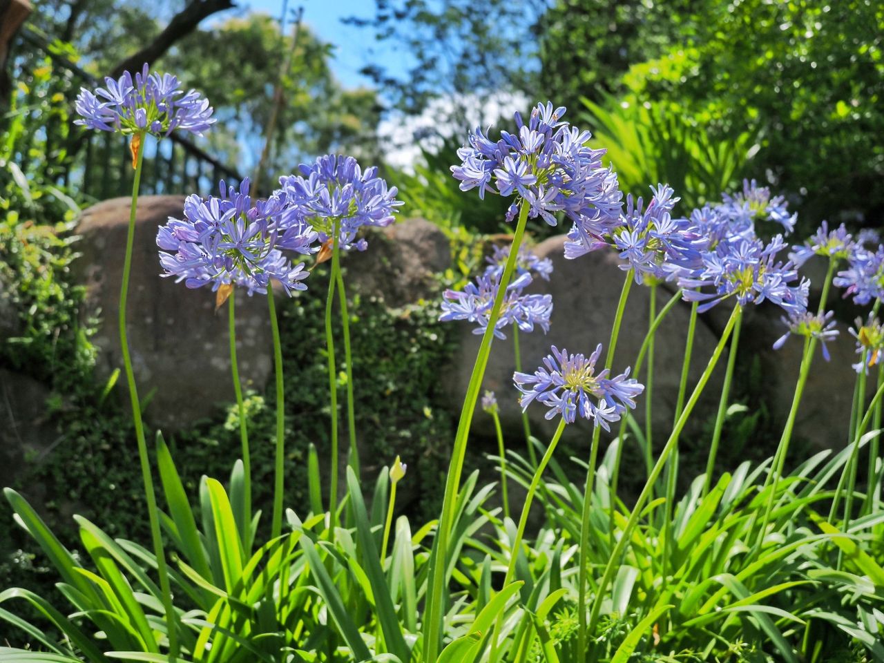 台北內雙溪愛情花季限定登場 走進藍紫花海太夢幻