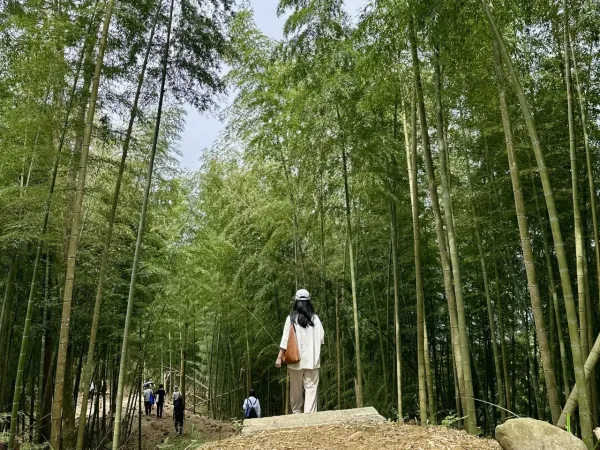 在雲林草嶺石壁森林療癒園區,竹林成功轉為地方綠金,獲頒世界竹地標認證。(圖/農業部林業及自然保育署 提供)