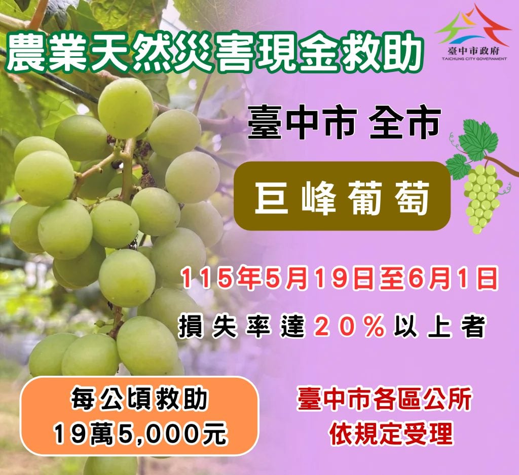 ▲農業部昨(18)日公告台中市為辦理巨峰葡萄115年4月上旬豪雨農業天然災害現金救助地區。