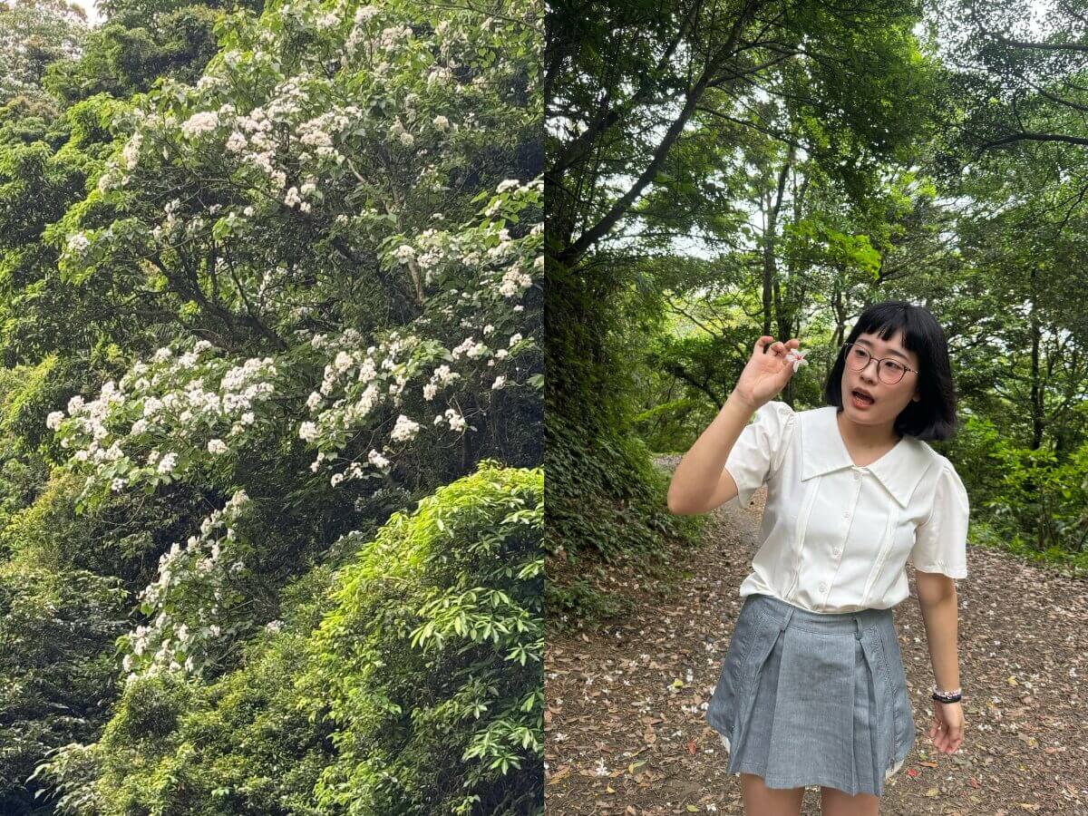 桃園賞桐花一日遊｜打卡龍潭限定五月雪！公開被低估的客家老街美食TOP3