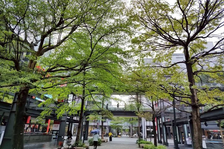 臺北信義商圈的香堤大道、松智公園,矗立的櫸木、落雨松與小葉欖仁為街頭增添綠意。 圖:臺北市政府工務局公園路燈工程管理處/提供