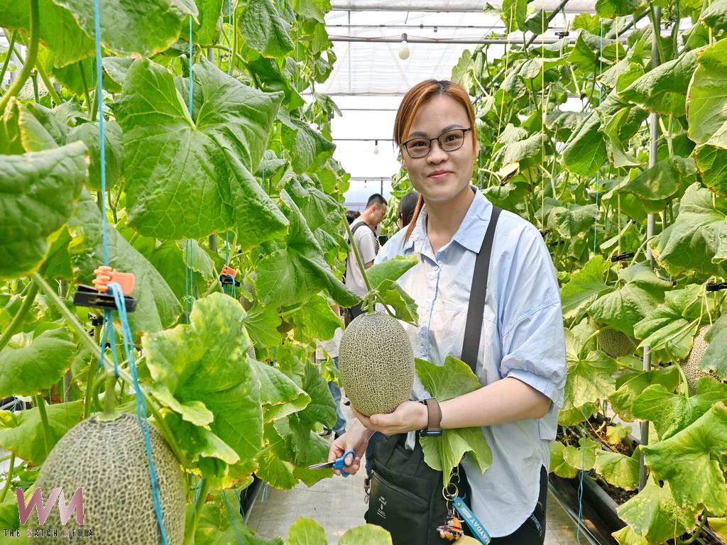 一顆八百元頂級洋香瓜從採摘到品嘗 福興青農陳照委帶遊客感受台灣農業魅力 - https://www.watchmedia01.com