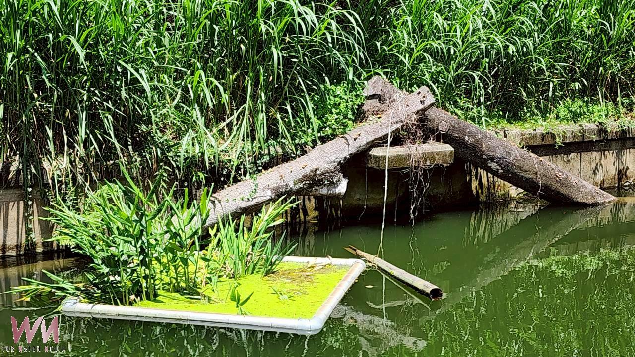 埔里鎮百年水道再現風華第一淨水場轉型生態文化園區 - https://www.watchmedia01.com