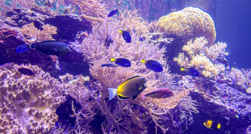 屏東海生館打造「海底住宅」　長期投入珊瑚復育豐富海洋生態