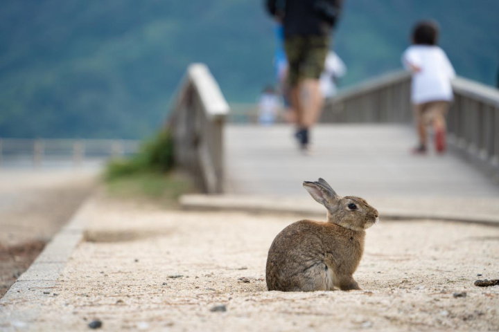 暑假出遊就選日本廣島!朝聖皮克敏公園、療癒兔島與住宿推薦