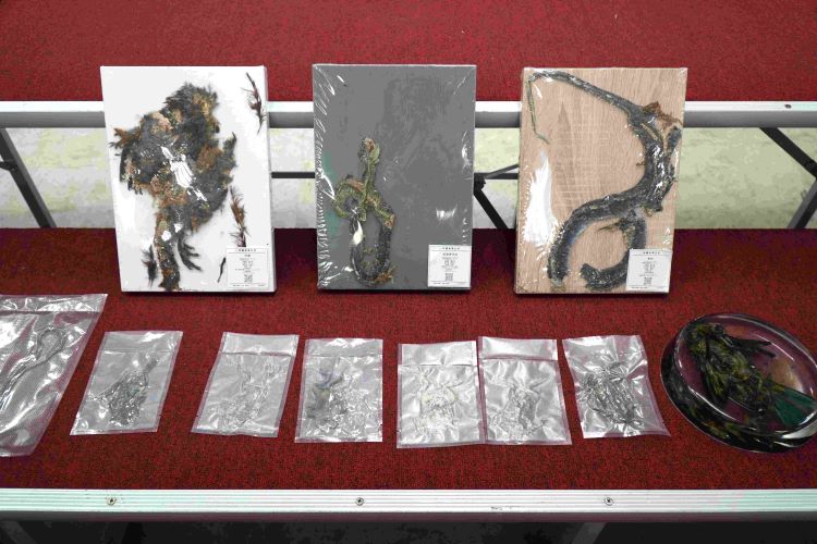 從校園扎根生態保育 新北結合講座與廊道工程防路殺 53 《圖說》動物標本展示。〈農業局提供〉