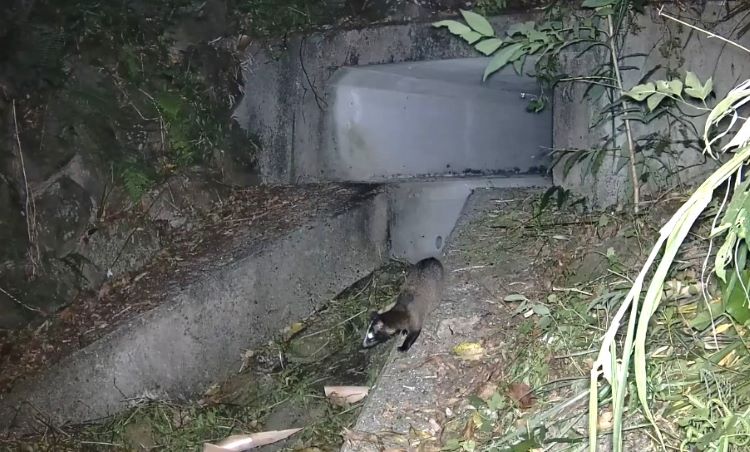 從校園扎根生態保育 新北結合講座與廊道工程防路殺 54 《圖說》白鼻心使用新店區平廣路凹字。〈農業局提供〉