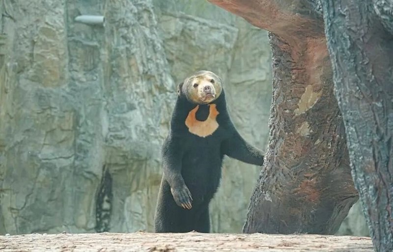 北京動物園添新成員 馬來熊「石榴」萌樣吸睛