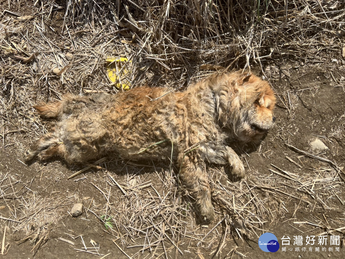 家畜所日前救援一隻鬆獅犬，因飼主均置之不理，棄養事實明確，家畜所依法嚴懲，合併處以11萬元罰鍰／嘉義縣府提供