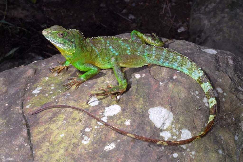 ▲綠水龍是半水棲的掠食者，體長可達90公分以上且食性極廣，不僅掠食本土昆蟲與兩棲類、甚至會捕食特有原生種蜥蜴。