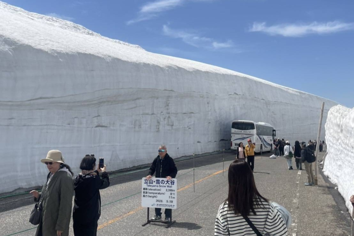 「雪之大谷」的雪牆仍高達11公尺(攝於2026/05/19)。 圖:向日遊/提供