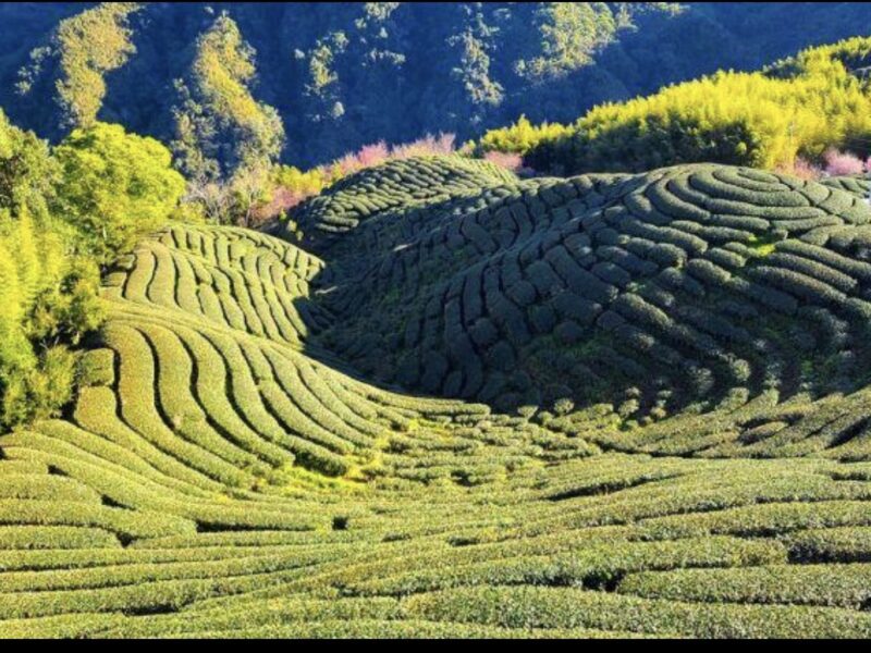 圖文：天一茶園全景｜南投鹿谷山間茶園層層疊翠，雲霧與綠茶相襯，展現在地風土之美。