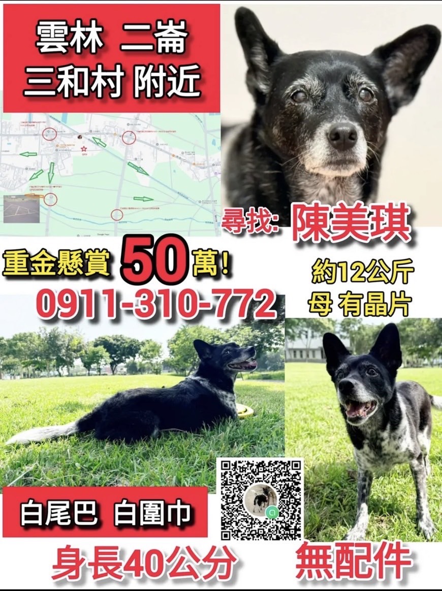 50萬懸賞掀全城協尋!雲林失蹤犬「美琪」引爆網友關注 最新消息已平安尋回