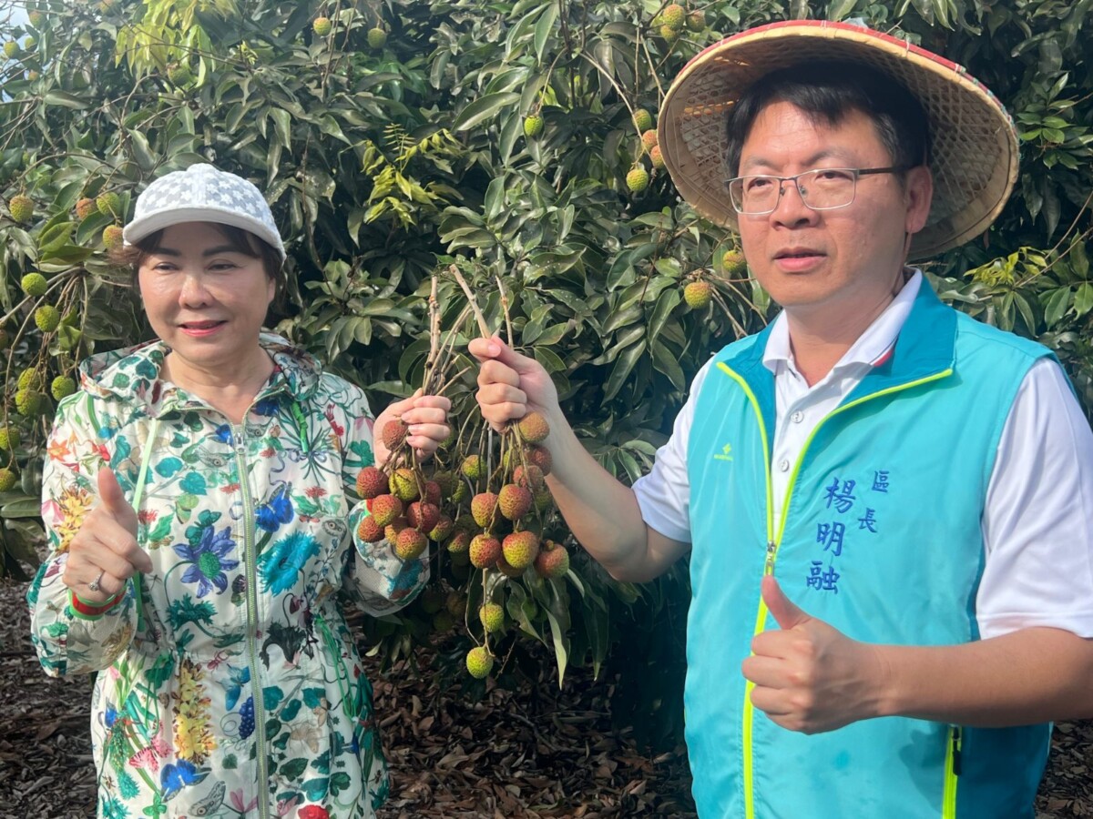 大樹區長楊明融(右)走入玉荷包果園關心產況,手持當季新鮮採收玉荷包,為2026高雄鳳荔季活動宣傳暖身。(圖/資料照片)