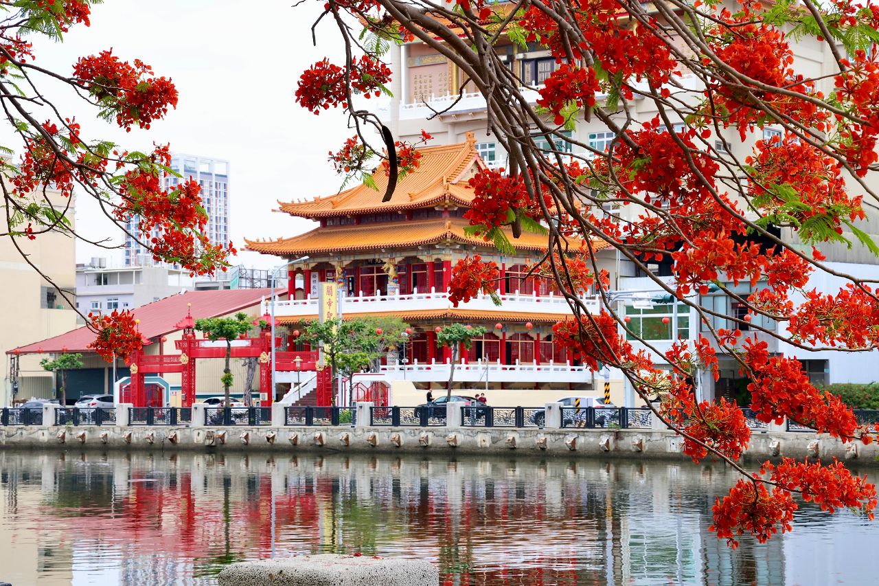 台南安平運河鳳凰花炸開! 百年水岸變身初夏最美火紅長廊
